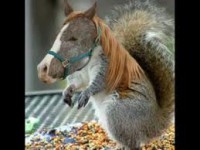Cavalo Chinchila